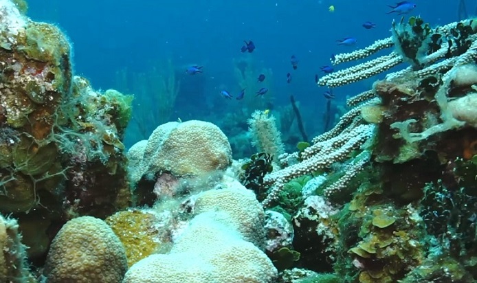 diving and observation of various marine species Las Tunas Cuba diving and observation of various marine species Las Tunas Cuba